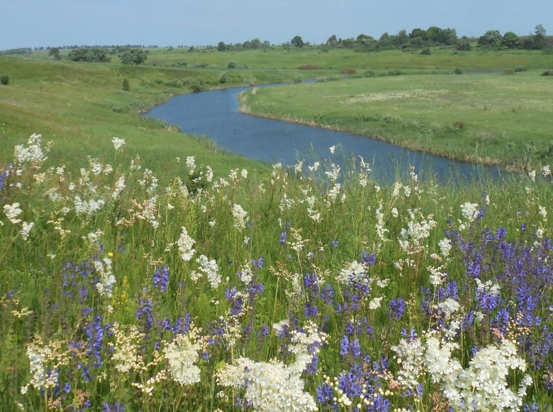Флора Тульской области