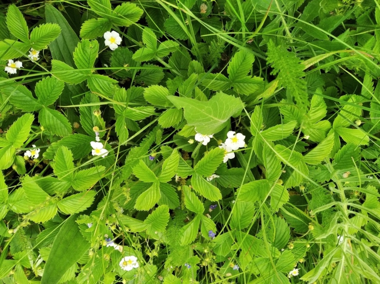 Лекарственные растения Новгородской области
