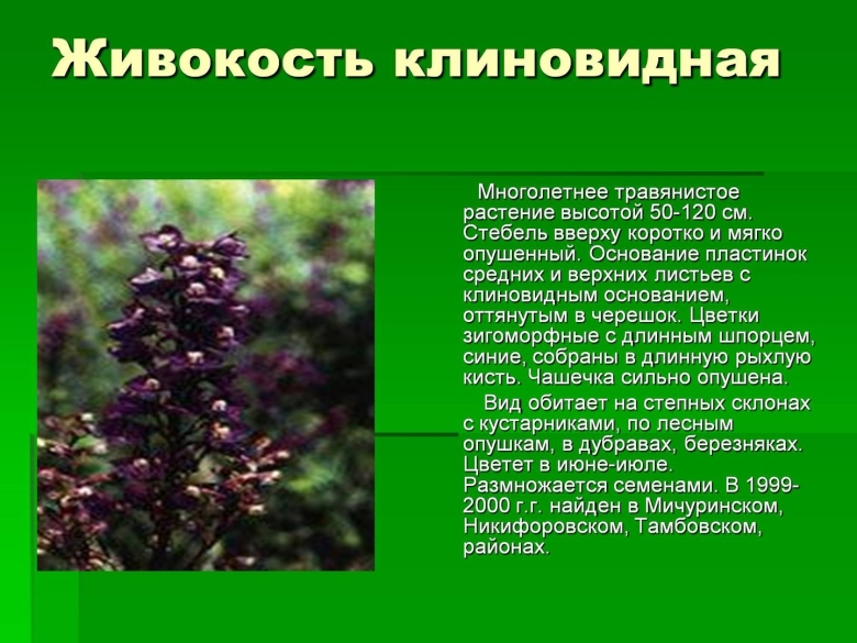 Живокость клиновидная сообщение