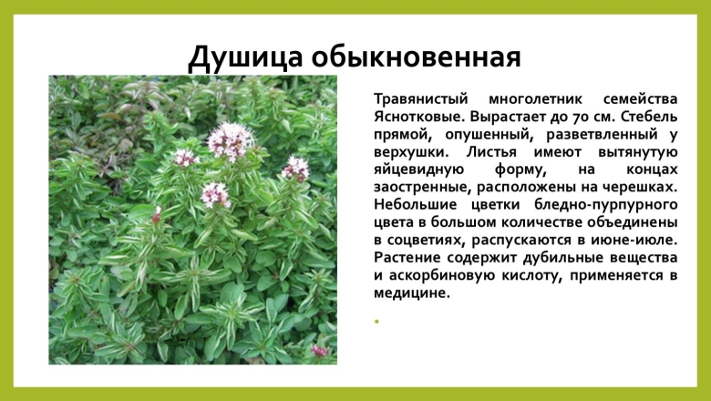 Душица обыкновенная многолетние растения