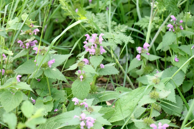 Лекарственные растения Брянской области