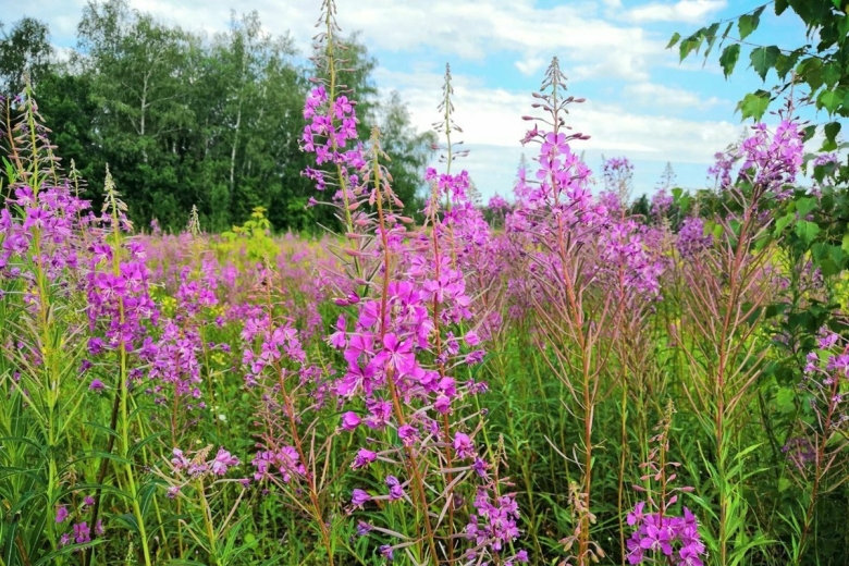 Кипрей узколистный