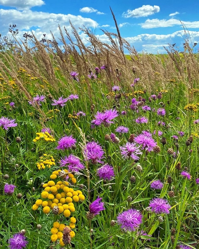 Луговое разнотравье Бодяк