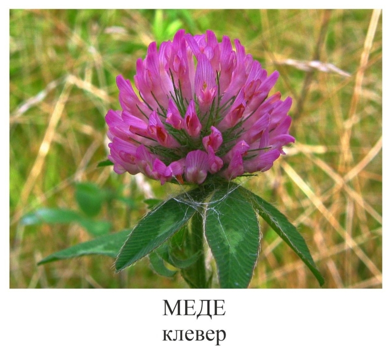 Клевер Луговой