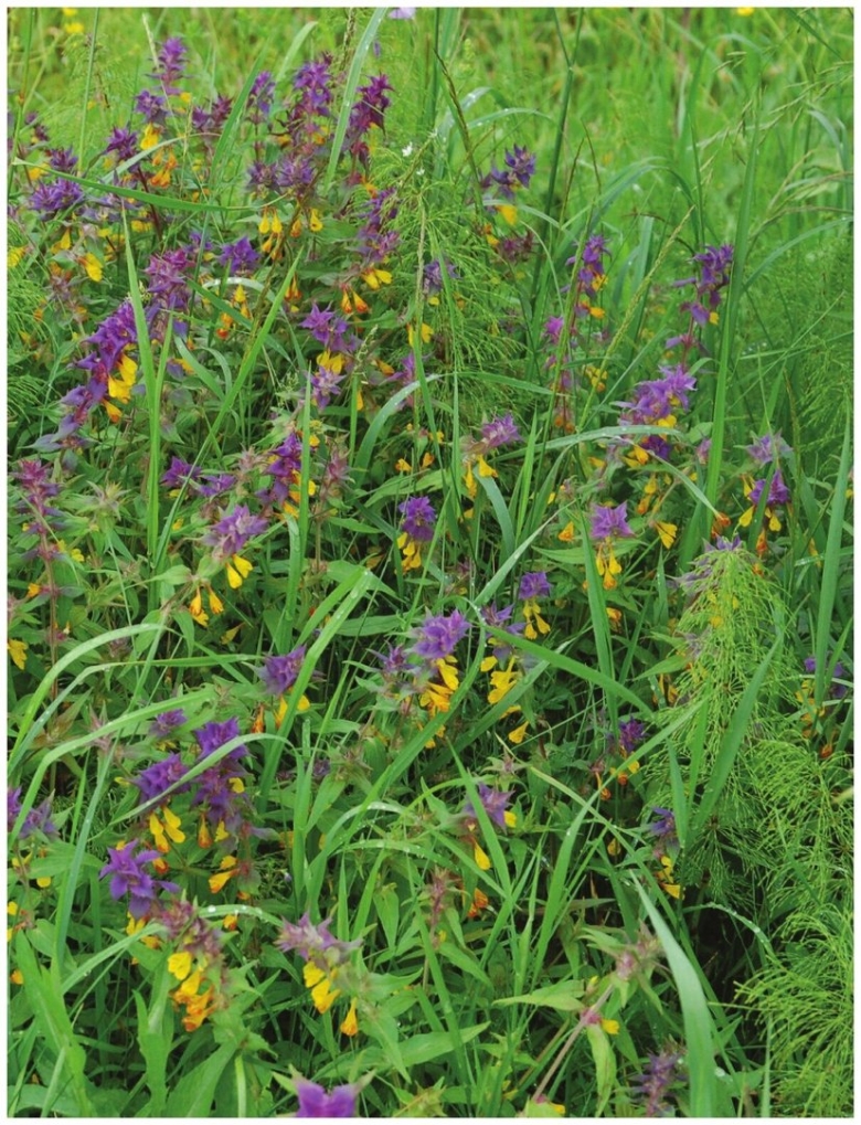 Белорусская трава