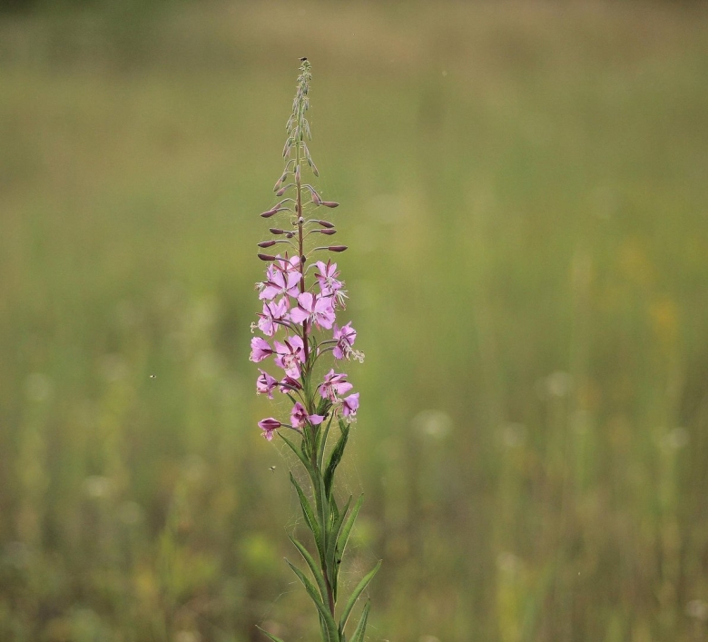 Кипрей ареал произрастания