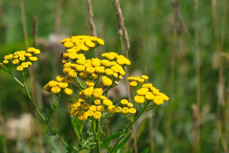 Многолистник полевой желтый