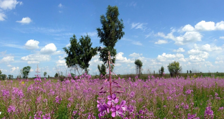 Растения Вологодской области Иван чай