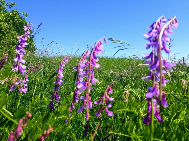 Желтоголовник Луговой