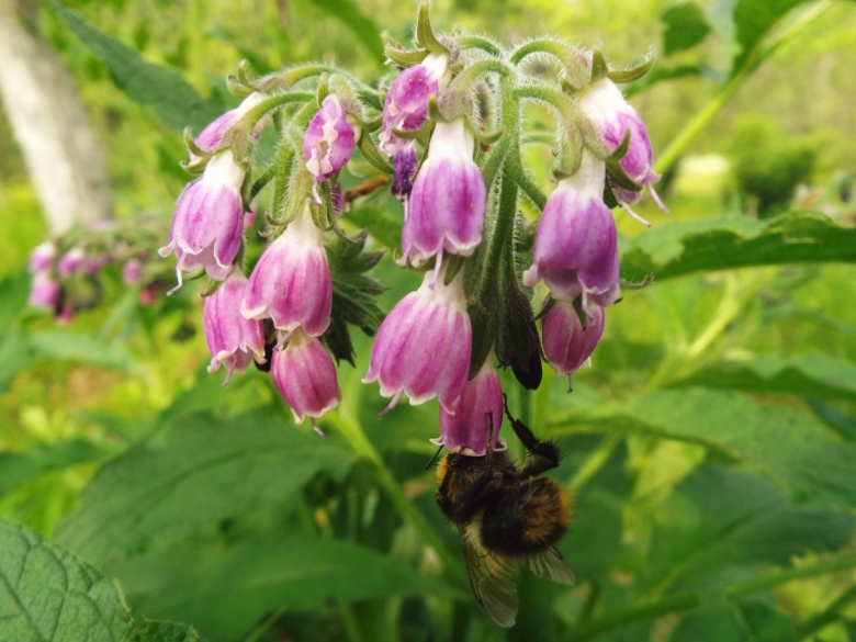 Окопник кавказский