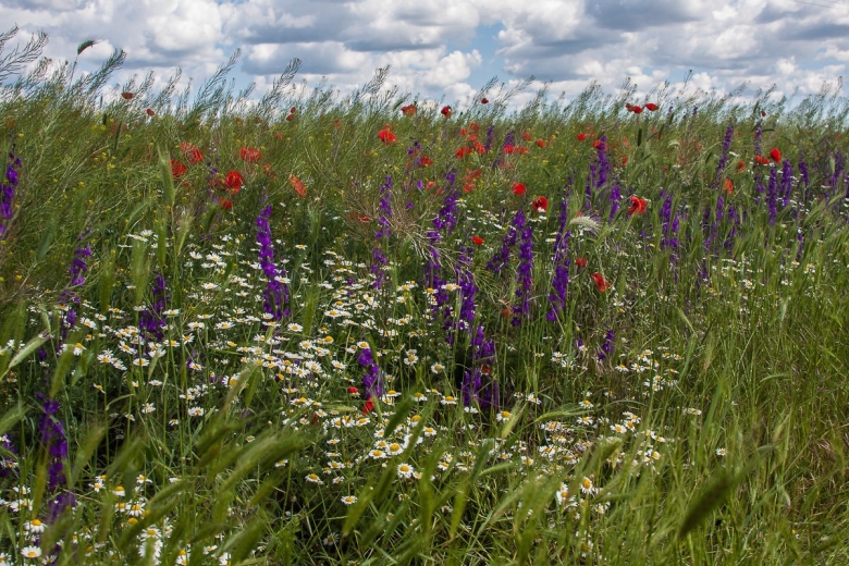 Разнотравье Донской степи