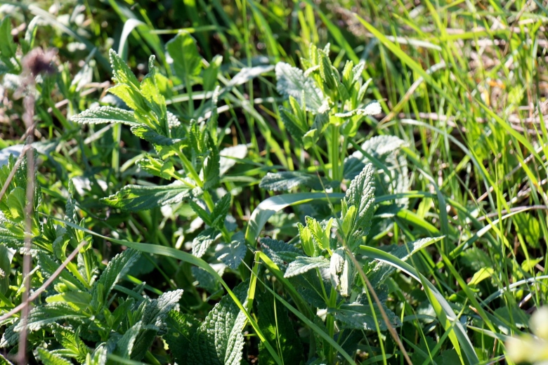 Ташлинского района лечебные травы Смертельник фото