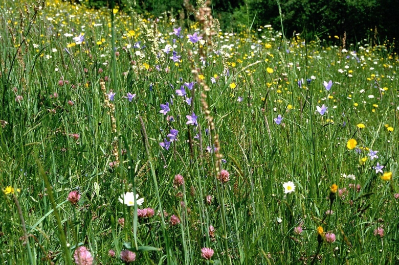 Луговое разнотравье Клевер