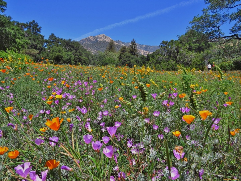 Поля разнотравье Алтая