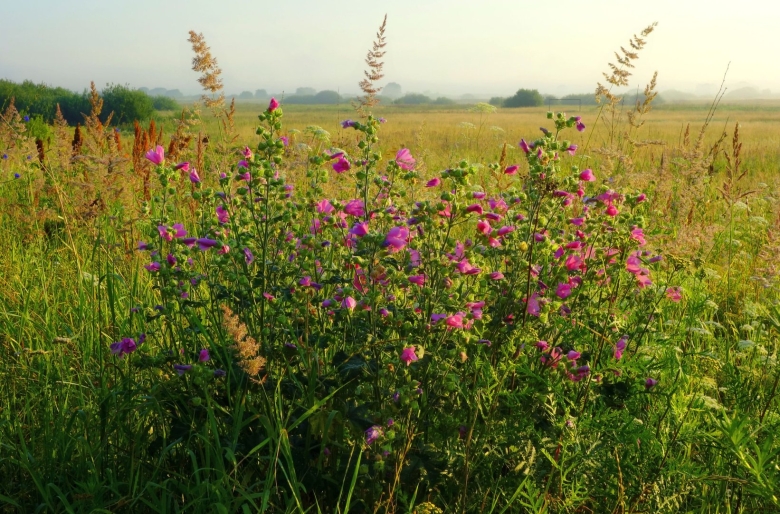 Растения Луга разнотравье
