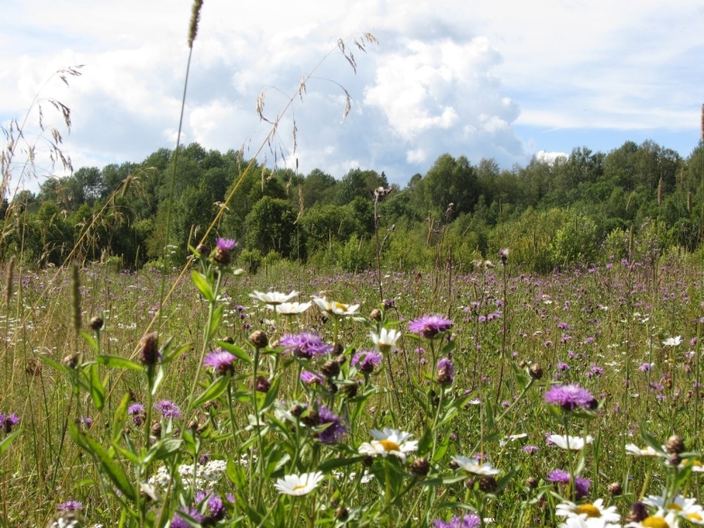 Разнотравье лугов Брянской области Брянской области