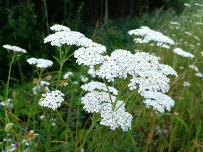 Тысячелистник обыкновенный (achilléa millefólium)