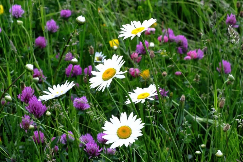 Разнотравье Луговой цветник