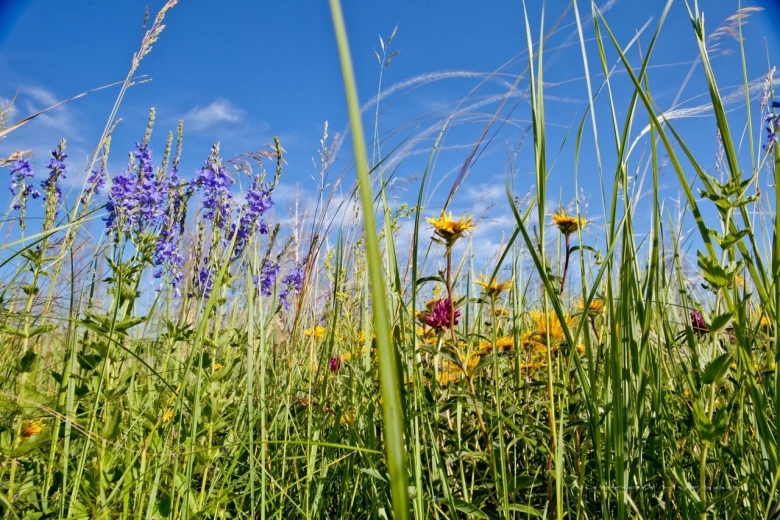 Луговое разнотравье Бодяк