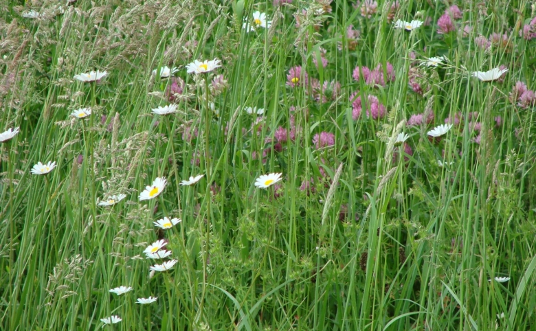 Растение кашка Луговая