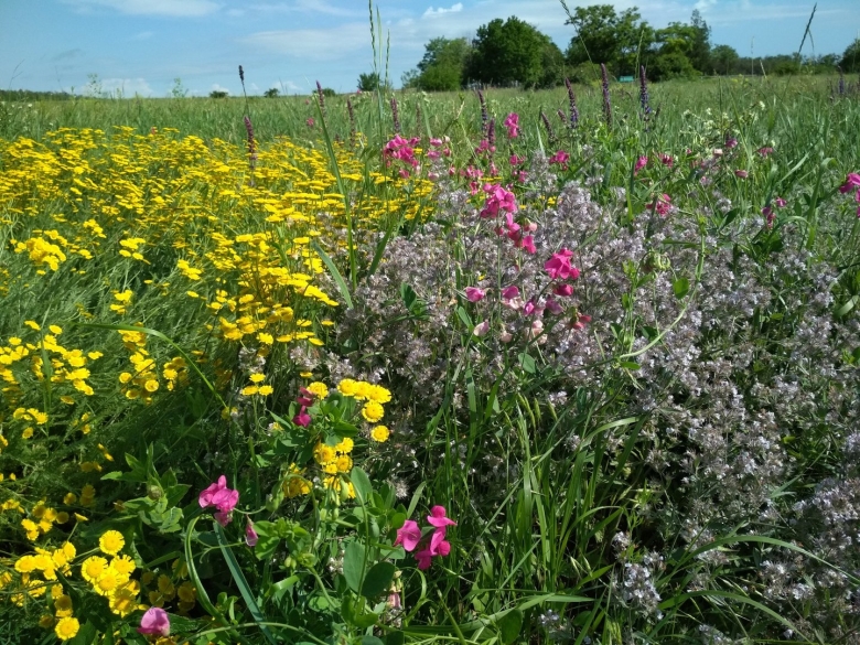 Разнотравье Луговой цветник