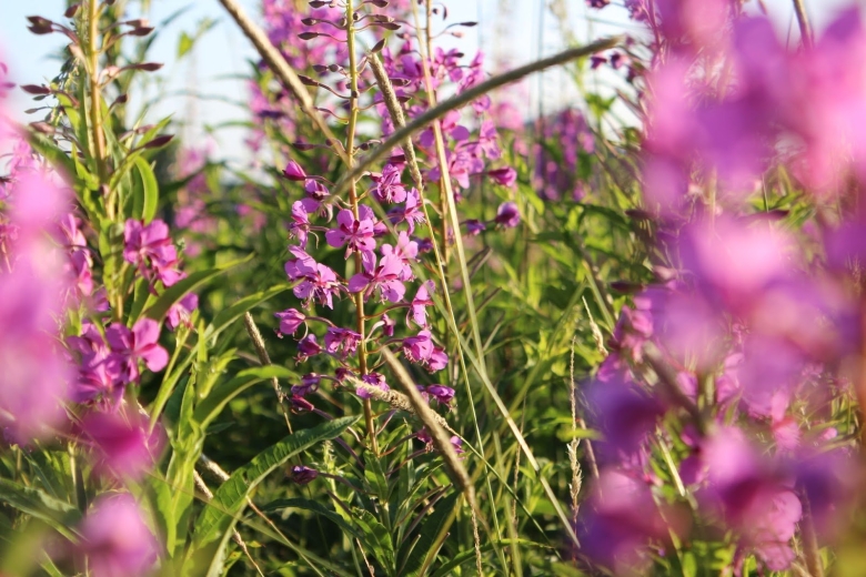 Иван чай разнотравье