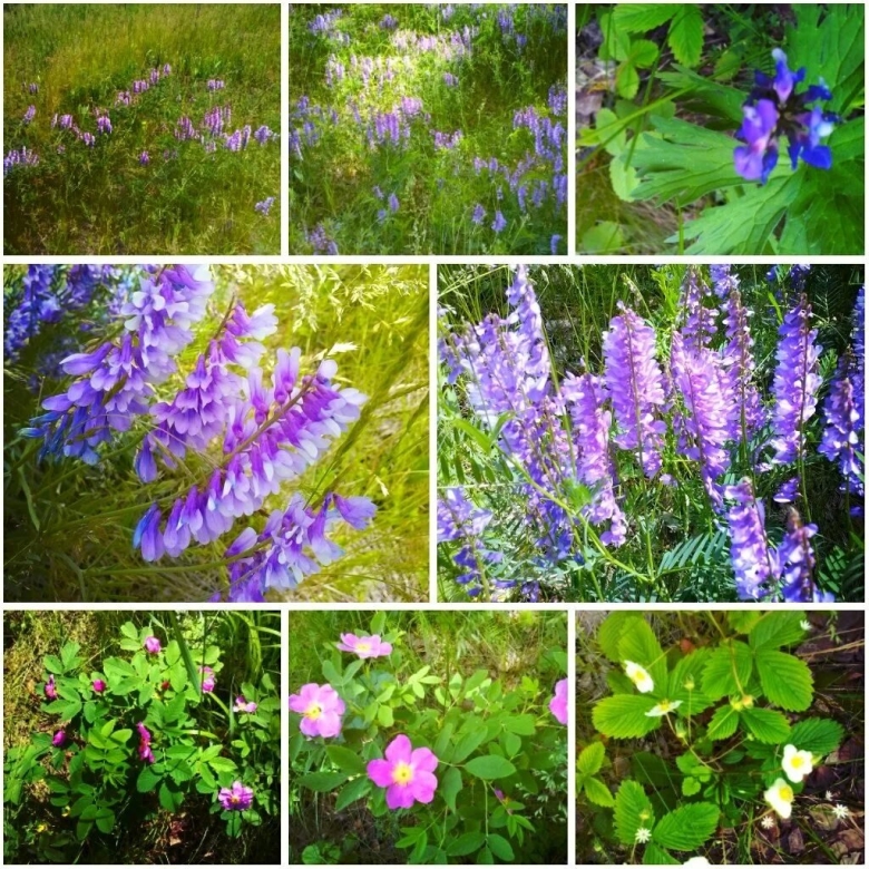 Растительный мир Брянской области