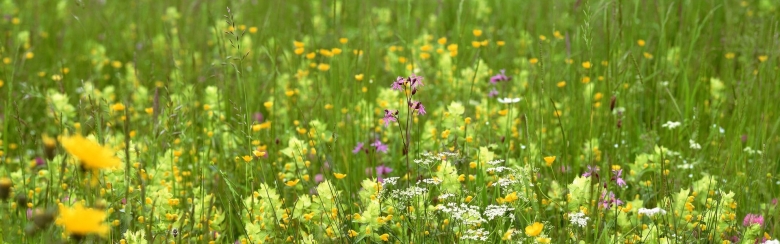 Цветы полевые и луговые