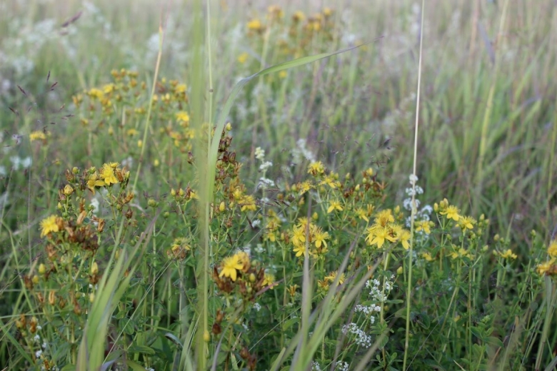 Лечебные растения Вологодской области