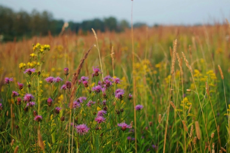 Разнотравье Луговой цветник