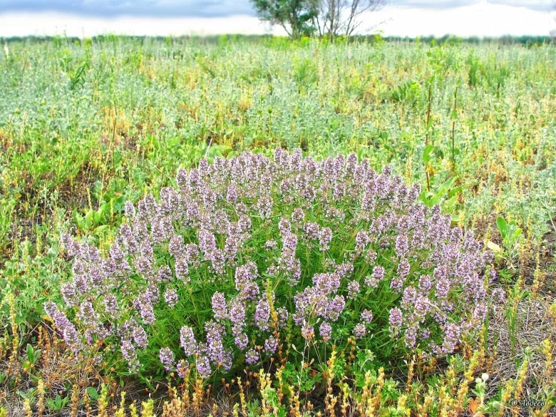 Тимьян ползучий Степной