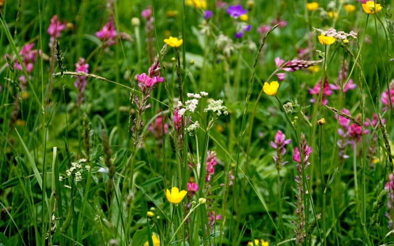 Обои на телефон полевые цветы