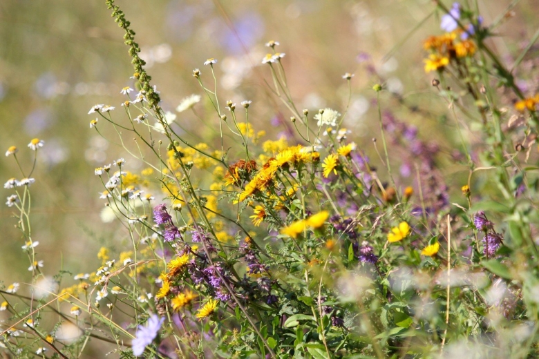 Разнотравье Луговой цветник