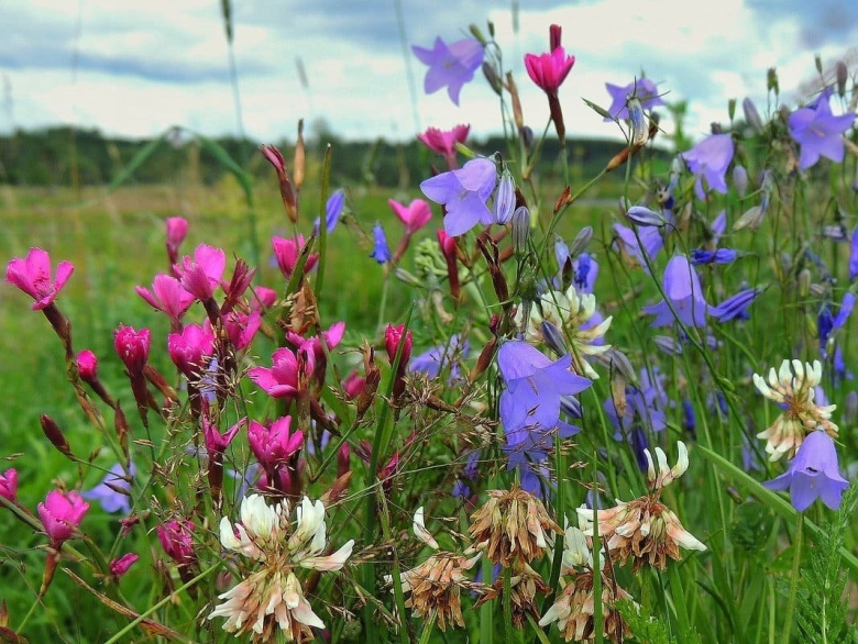 Луговой высокорослые цветы