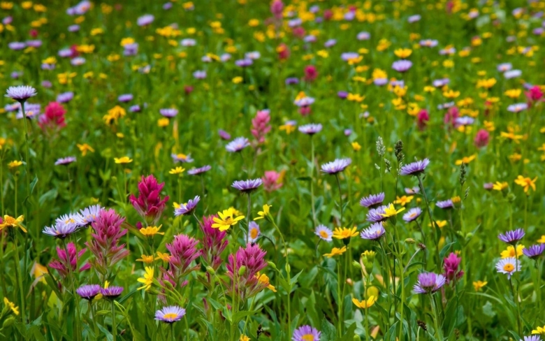 Луговое разнотравье Клевер