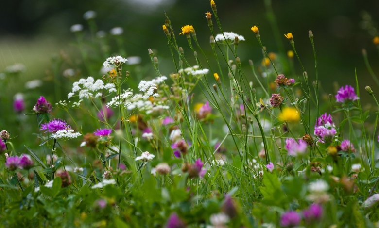 Луговое разнотравье Клевер