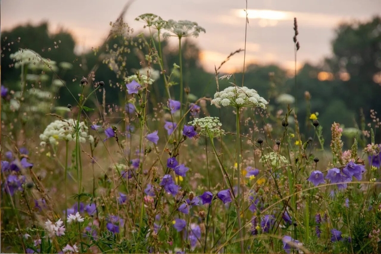 Злаковое разнотравье лугов Татарстана