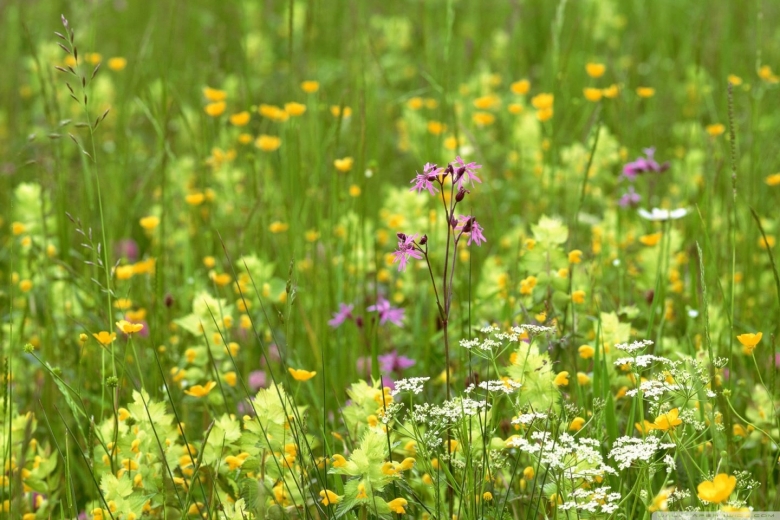 Разнотравье поля Луга полевые цветы