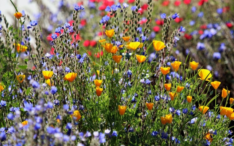 Разнотравье Луговой цветник