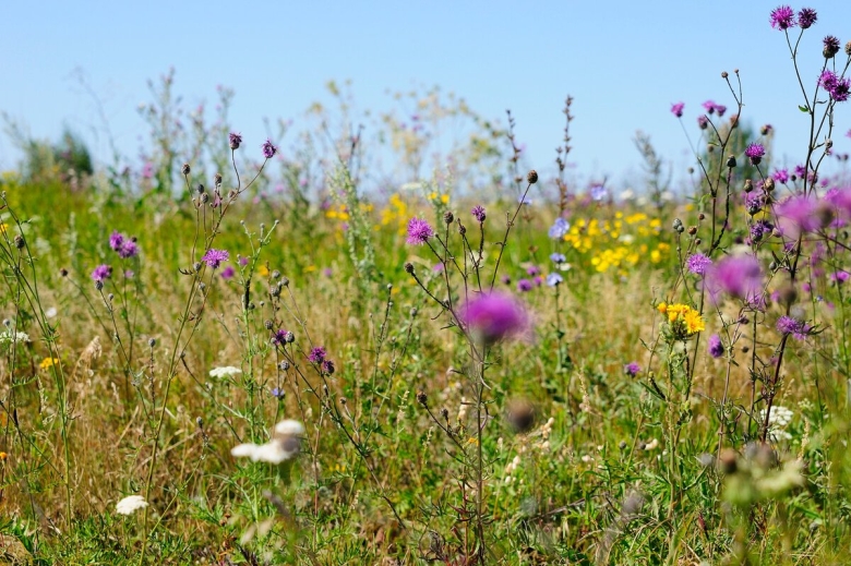 Разнотравье донских степей