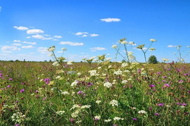 Донская степь разнотравье