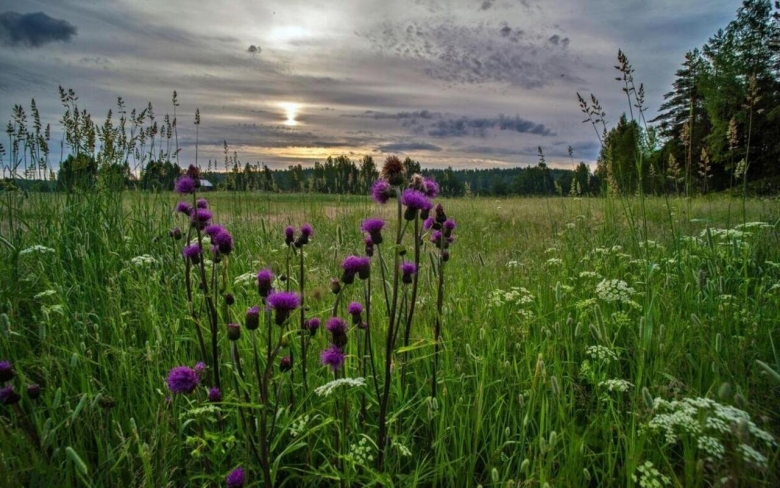 Разнотравье смоленской области