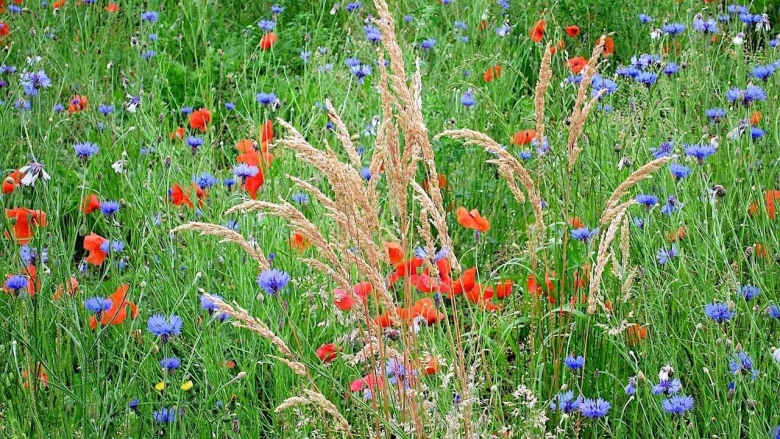 Цветы полевые и луговые