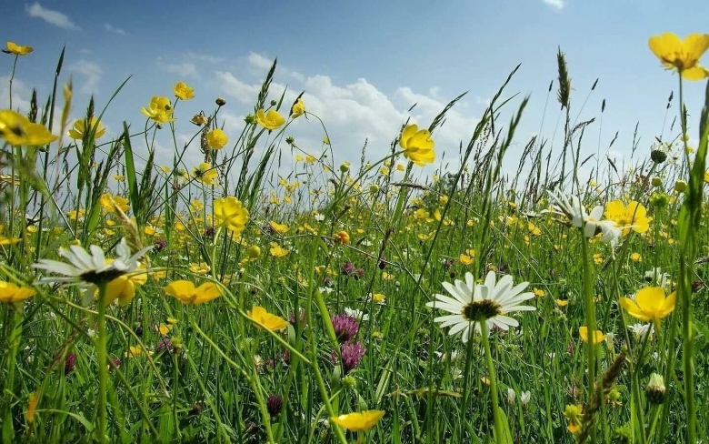 Цветок полевой