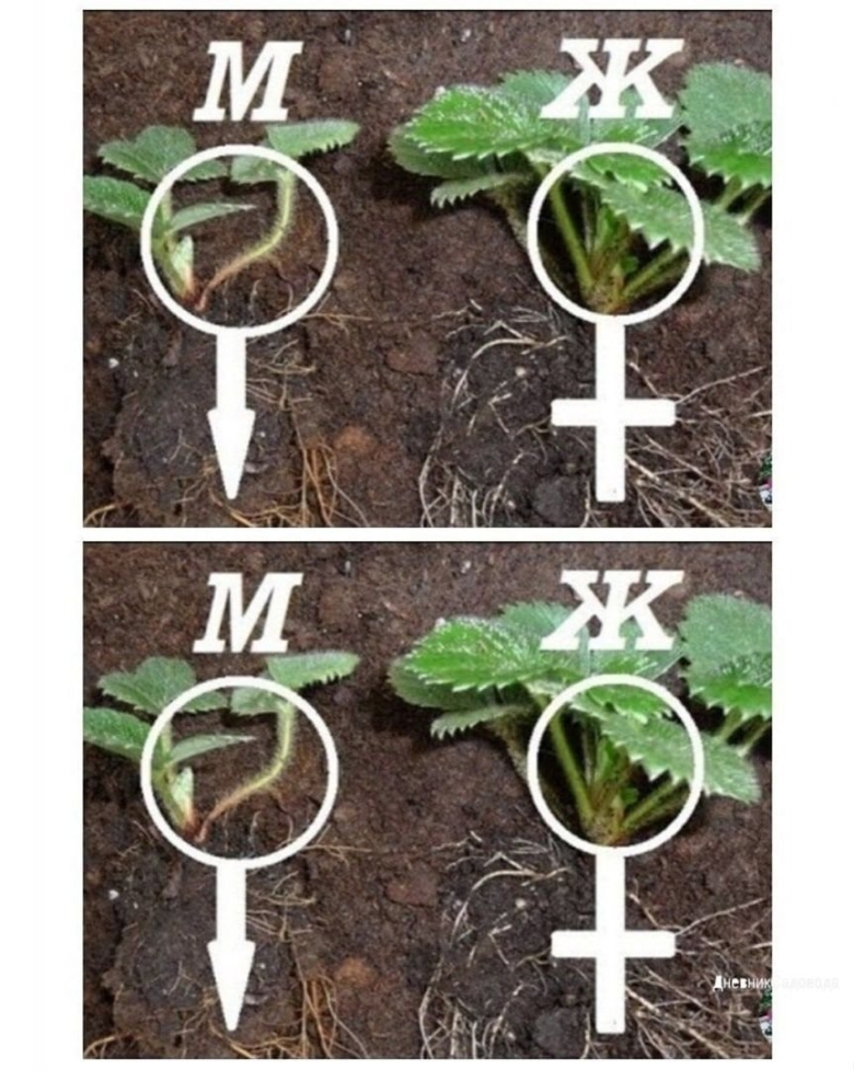 Мужские и женские кусты клубники
