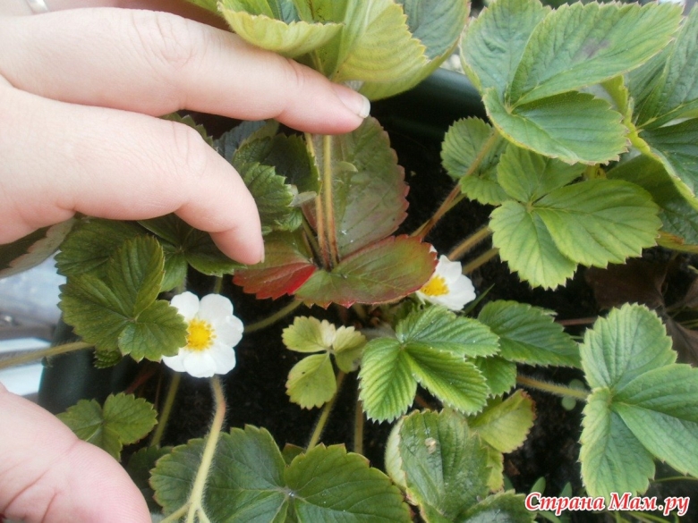 Цветы клубники мужские и женские