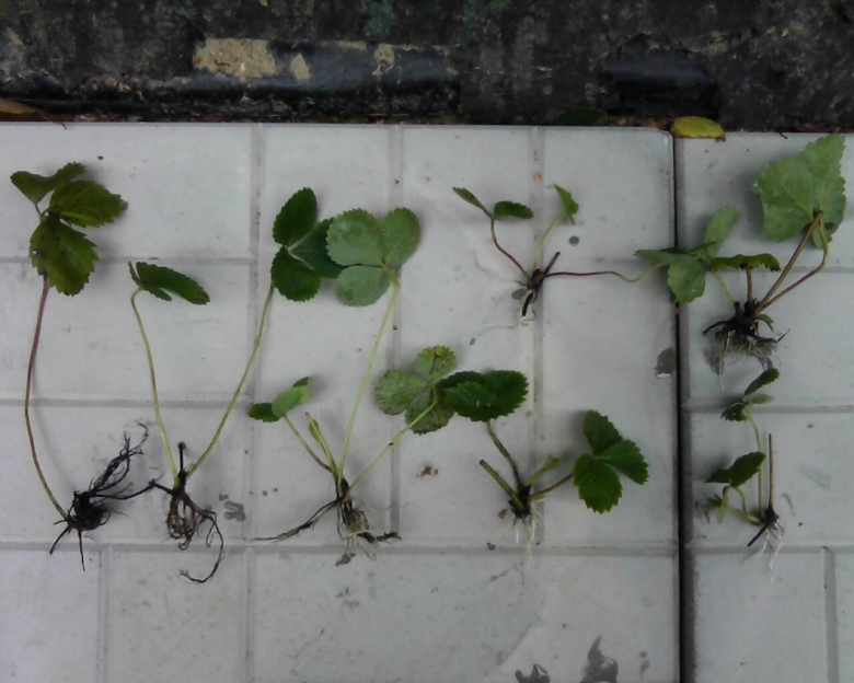 Земляника сердечко