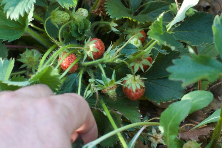 Клубника Фейт куст