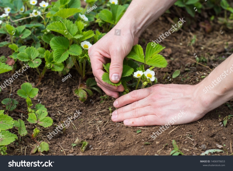 Мужские и женские кусты клубники