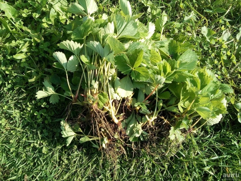 Земляника Садовая усы